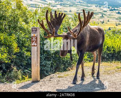 Bull Moose (Alces Alces) con corna in velluto in estate, Powerline Pass area nelle colline sopra Anchorage, Alaska nel sud-centrale Alaska... Foto Stock