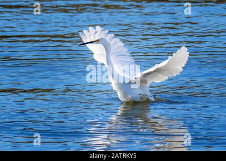 Piccolo egret (Egretta thula) decollare nel Lago Balboa CA USA Foto Stock