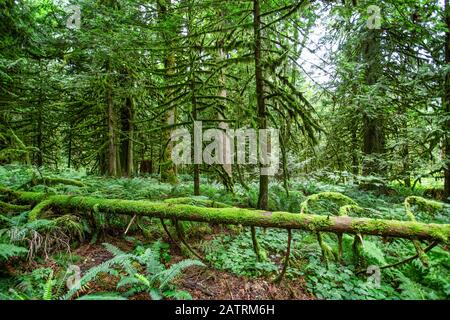 Lussureggiante foresta con alberi caduti ricoperti di muschio sul pavimento della foresta; British Columbia, Canada Foto Stock