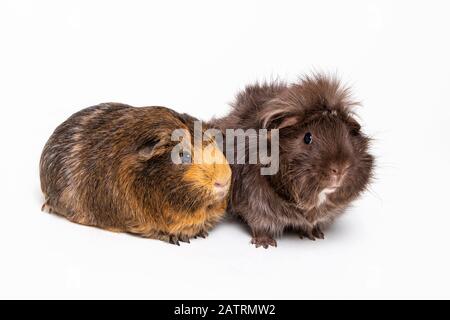 Un paio di cavie (cavia porcellus) posa su sfondo bianco; Studio Foto Stock