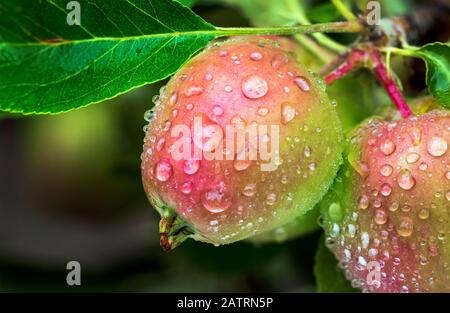 Primo piano di mele rosse con gocce di pioggia su un ramo di un albero; Calgary, Alberta, Canada Foto Stock