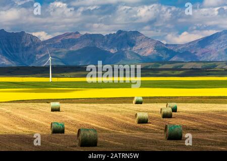 Balle di fieno in un campo tagliato illuminato dal sole con campi di canola fiorita, un mulino a vento, colline ondulate e catena montuosa sullo sfondo, a nord di W... Foto Stock