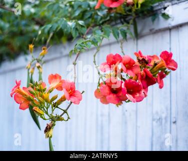 Vite a tromba (Campsis radicans) Foto Stock