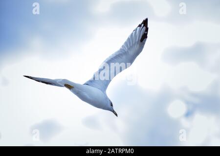 Un colpo d'angolo basso di un gabbiano bianco europeo di aringa che vola sotto un cielo luminoso - concetto di libertà Foto Stock