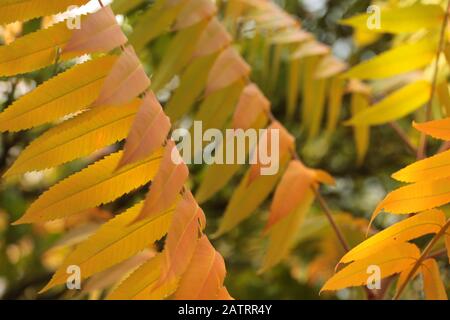 Der Essigbaum oder Hirschkolbensumach mit Herbstfärbung in einem naturnahen Garten Foto Stock