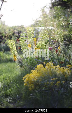 Symphytum officinale dopo la pioggia una giornata nuvolosa Foto Stock