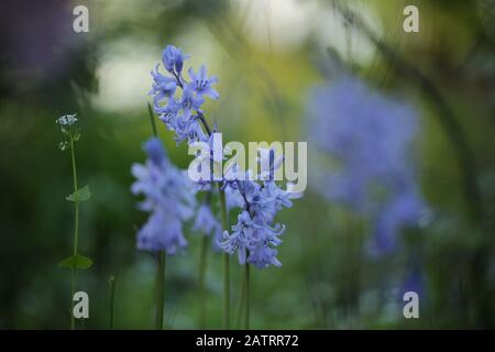 Symphytum officinale dopo la pioggia una giornata nuvolosa Foto Stock