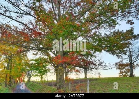 Country Road A Swoope, Shenandoah, Valley, Virginia, Stati Uniti Foto Stock