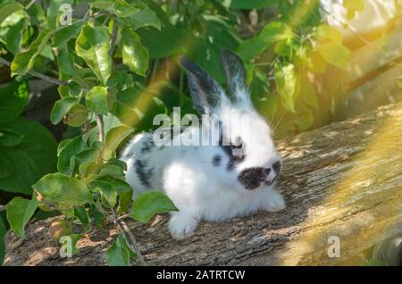 Coniglietto carino con capelli soffici. Coniglio bianco e nero perdere su. Foto Stock