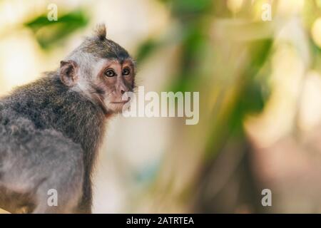 Giovane scimmia balinese a coda lunga (Macaca fascicularis), Foresta delle scimmie di Ubud; Bali, Indonesia Foto Stock