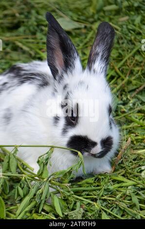 Coniglietto carino con capelli soffici. Coniglio bianco e nero perdere su. Foto Stock