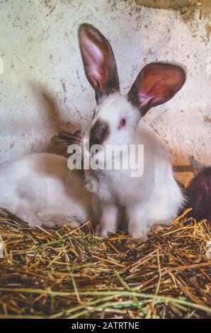 Coniglietto carino con capelli soffici. Coniglio bianco e nero perdere su. Foto Stock