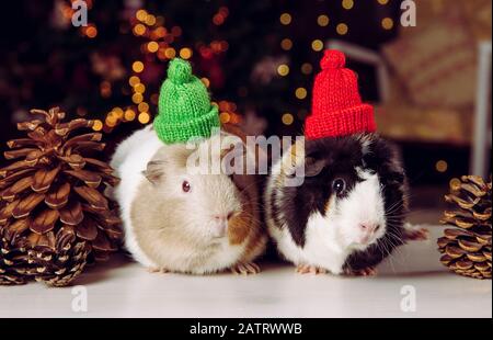 Due cavie Domestiche piccole cute (cavia porcellus), anche conosciuto come cavia o cavia domestica su sfondo di luci di Natale all'interno in inverno. Indossando Foto Stock