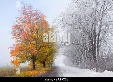 Foto composta da due immagini, autunno che si trasforma in concetto invernale. Sul fogliame colorato a sinistra sull'albero, foglie d'autunno sotto di esso e sulla destra è la neve beatz Foto Stock