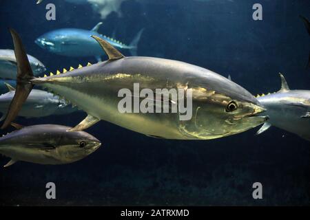 Tonno rosso del Pacifico (Thunnus orientalis) in Giappone Foto Stock