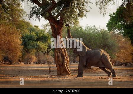 Bush africano Elefante - Loxodonta africana nel Parco Nazionale di Mana Pools nello Zimbabwe, in piedi nel verde della foresta e mangiare o alla ricerca di foglie.