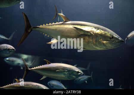 Tonno rosso del Pacifico (Thunnus orientalis) in Giappone Foto Stock