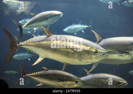 Tonno rosso del Pacifico (Thunnus orientalis) in Giappone Foto Stock