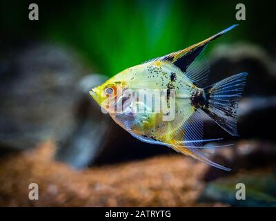 Pesci angelo isolati in pesci cisterna (Pterophyllum scalare) Foto Stock