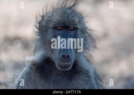 Babbuino nel deserto dell'Africa Foto Stock