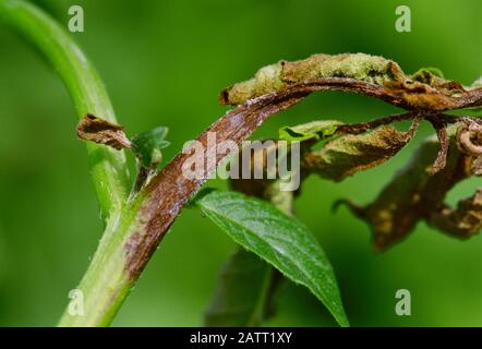 Agricoltura - Pottato flight causato da infestanti di Phytothora. Crescita fungina attiva su nuova crescita in cima alla pianta di patate / Alberta, CAN.. Foto Stock