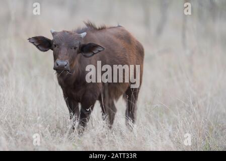 Vitello africano di bufalo, bufalo del capo del bambino Foto Stock