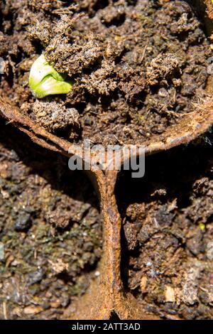 germoglio di zucca che si rompe attraverso il terreno in una torba pentola Foto Stock