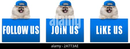 cute cane pomeranian con cappuccio blu, appoggiato con zampe su segno blu social media con testo seguiteci, come noi e unitevi a noi, isolato su sfondo bianco, Foto Stock
