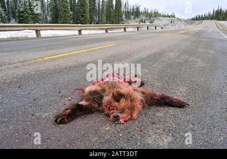 Un giovane orso grizzly 'Ursus arctos', ucciso e correre sopra sull'autostrada 40 nord vicino a Grand cache Alberta Canada Foto Stock