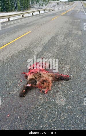 Un'immagine verticale di un orso grizzly giovanile ' Ursus arctos', ucciso da un veicolo sull'autostrada 40 a nord vicino a Grande cache Alberta Foto Stock