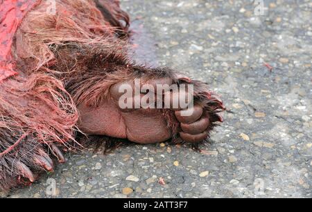 Un'immagine orizzontale di una zampa di un orso grizzly che è stato ucciso in un incidente automobilistico sull'autostrada 40 nord vicino a Grande cache Alberta Canada. Foto Stock