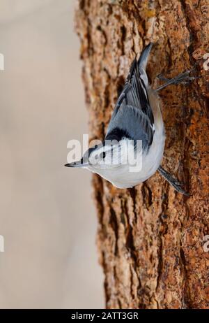 Un bianco-brested picchio muratore 'Sitta carolinensis', camminare a testa in giù su un abete tronco di albero in rural Alberta Canada. Foto Stock