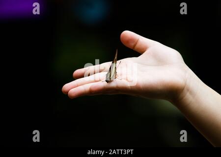 Farfalla verde e nera sulla mano del bambino su sfondo scuro Foto Stock