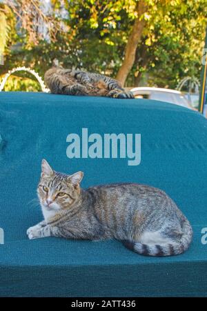 Due dei numerosi gatti di strada di Istanbul si rilassano su un'auto coperta nel quartiere Moda di Kadikoy sul lato asiatico della città Foto Stock