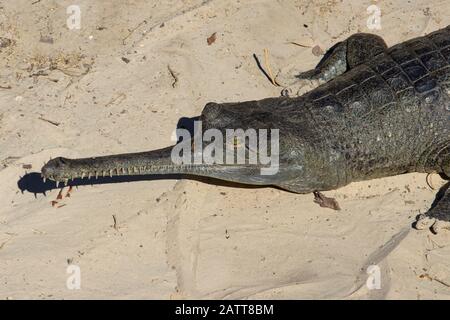 Gharial indiano, Gavialis gangeticus, un crocodiliano Criticamente minacciato. Foto Stock