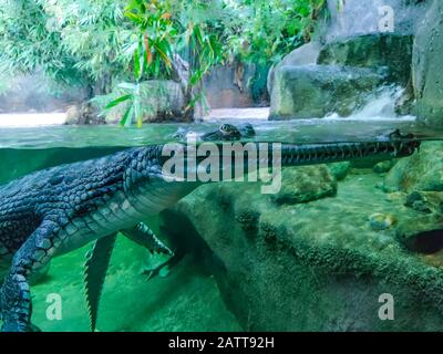 Foto subacquea di coccodrillo verde con occhi verdi. La sua testa è sopra l'acqua e il suo corpo è sotto l'acqua. Foto Stock