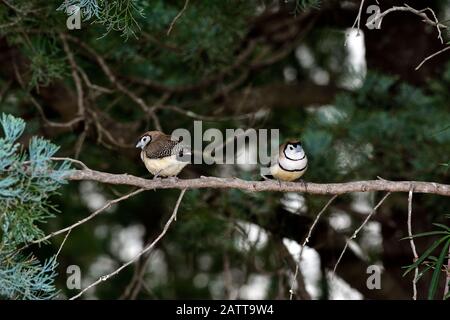 Zebra finch Foto Stock