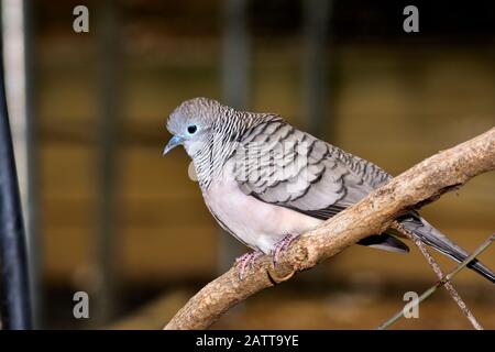Tortora zebrata Foto Stock
