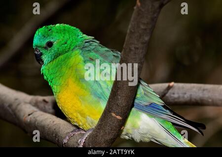 Pappagallo dal ventre arancione Neophema crisogaster Foto Stock