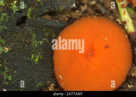 Fungo di ciglia (Scutellinia sp.) Foto Stock