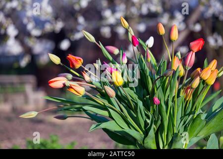 Un enorme bouquet di tulipani multicolori in un vecchio può in giardino al tramonto. la molla e il giardinaggio Foto Stock