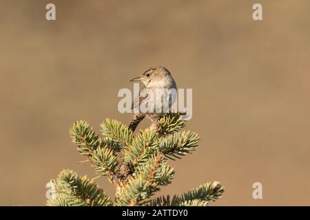 Casa Wren su un albero di abete rosso. Foto Stock