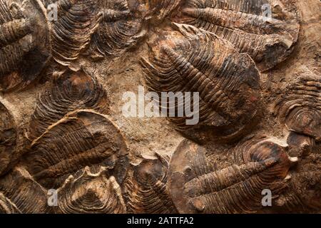 Una mostra fossile di diversi trilobiti ben conservati che sono morti in un evento di estinzione di massa intorno al Marocco diversi milioni di anni fa. Foto Stock