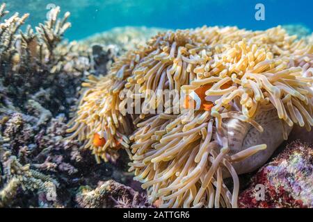 Anemonefish falso clown, anemonefish Amphiprion ocellaris, Isola di Sebayur, Parco Nazionale di Komodo, Indonesia Foto Stock