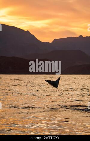 Una mobula spinetail adulta, Mobula japanica, che si affaccia dalle acque calme al largo di Isla Danzante nel Golfo della California, Mare di Cortez, Baja California, Foto Stock