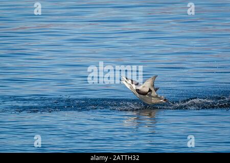 Adult Munk's pygmy diavolo ray, Mobula munkiana, saltando con remora allegata, Isla Danzante, BCS, Messico. Foto Stock