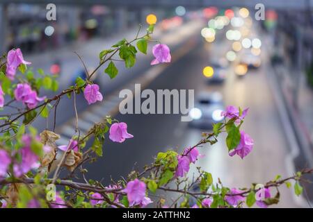 Bougainvillea fiori con strada sullo sfondo Foto Stock