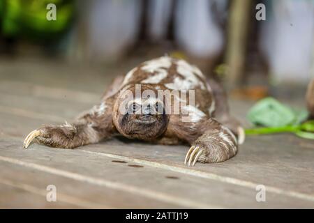 Captive 'PET' bruna-throtated sloth, Bradypus variegatus, San Francisco Village, Loreto, Perù, Sud America Foto Stock