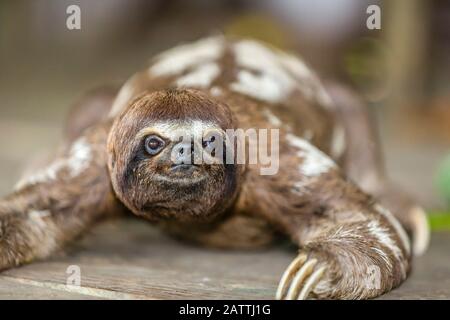 Captive 'PET' bruna-throtated sloth, Bradypus variegatus, San Francisco Village, Loreto, Perù, Sud America Foto Stock