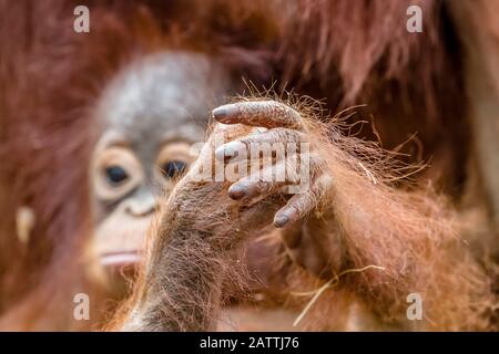 Madre e bambino Borneo orangutani, Pongo pygmaeus, Buluh Kecil fiume, Borneo, Indonesia Foto Stock